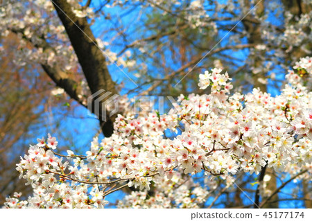 Akigase公園(埼玉縣埼玉市)的櫻花風景 Akigase公園(埼玉縣埼玉市)的櫻花風景 45177174