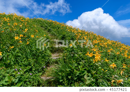 Mountain trail that blooms Mountain trail that blooms 45177421