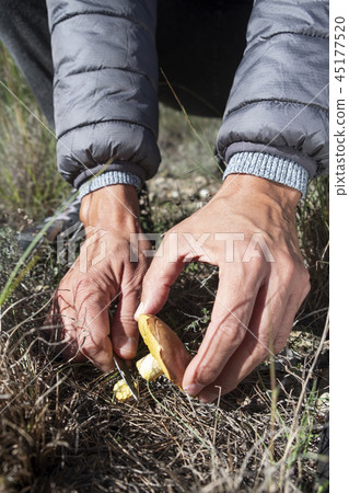man picking a yellow knight mushroom 45177520