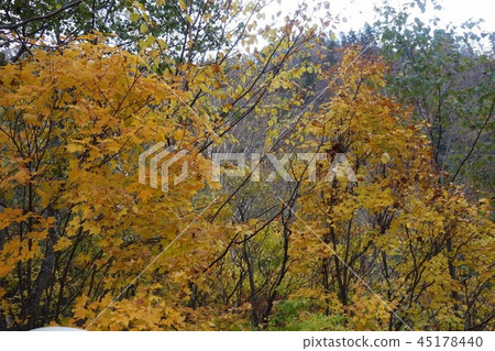 Autumn forest Autumn forest 45178440