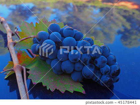 Naturally dusty cluster of Spanish black grapes 45178441