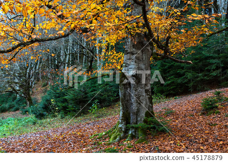 Big tree with yellow leaves in autumn forest 45178879