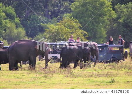 Wild elephant sri lanka 45179108