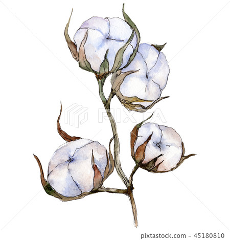 Premium Photo  A drawing of cotton plants with the title  cotton