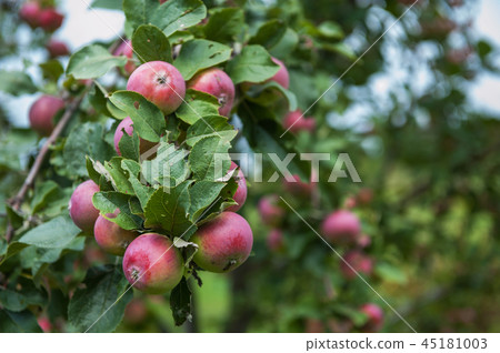Apple tree with apples Apple tree with apples 45181003