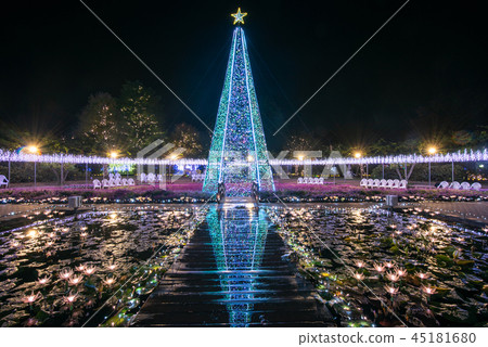 足利花卉公園Ilumi微淺淺的架子紫水晶賢者 足利花卉公園Ilumi微淺淺的架子紫水晶賢者 45181680