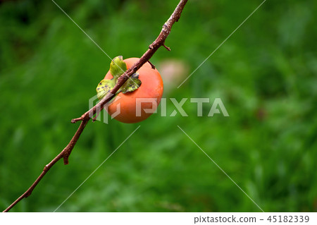 Persimmon nuts 45182339