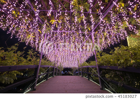 Ashikaga Flower Park Illuminations 45183027