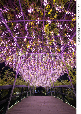 Ashikaga Flower Park Illuminations 45183032