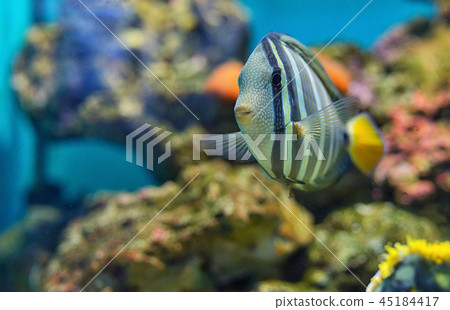 Sailfin tang (Zebrasoma veliferum) fish 45184417