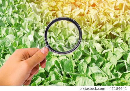 The food scientist checks the cabbage 45184641