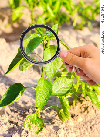 The food scientist checks the pepper for chemicals The food scientist checks the pepper for chemicals 45184643