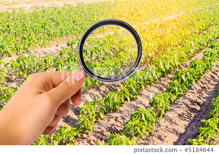 The food scientist checks the pepper for chemicals The food scientist checks the pepper for chemicals 45184644