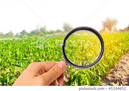 The food scientist checks the pepper for chemicals The food scientist checks the pepper for chemicals 45184652