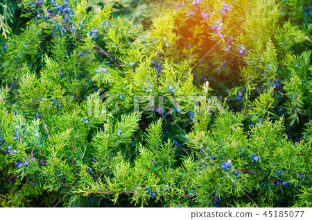 Green young juniper branches close up. Background 45185077