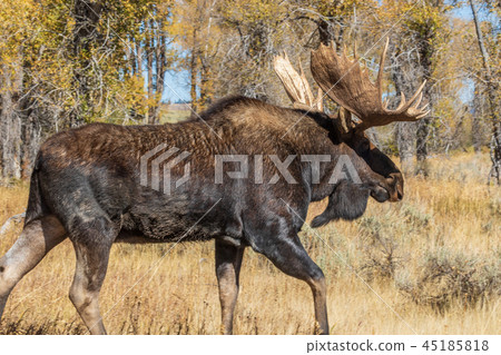 Bull Shiras Moose in Autumn 45185818