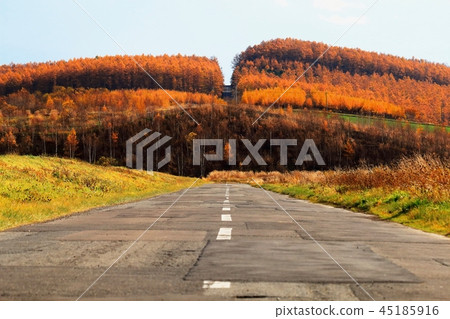 Autumn larch forest hill Autumn larch forest hill 45185916