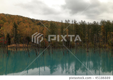 Blue pond (Japan / Hokkaido / Bieicho / platinum blue pond) 45186889