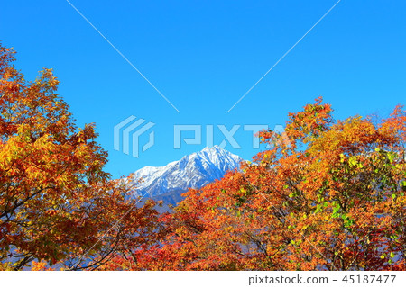 Beautiful Northern Alps No. 20181106: Beautiful leaves of Shinshu No. 20181106 45187477