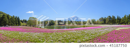 Fuji Shiba Sakura Festival [2018] 45187750