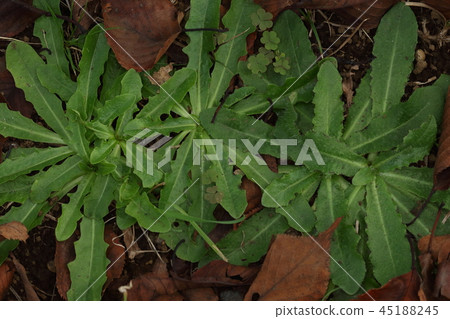 天然植物Butana,一種應該從一開始就被踩過的根葉。它是一種原產於歐洲的外來物種 天然植物Butana,一種應該從一開始就被踩過的根葉。它是一種原產於歐洲的外來物種 45188245