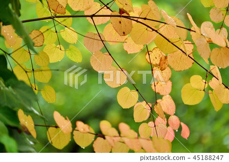 Autumn leaves of the wig wet in the drizzle 45188247