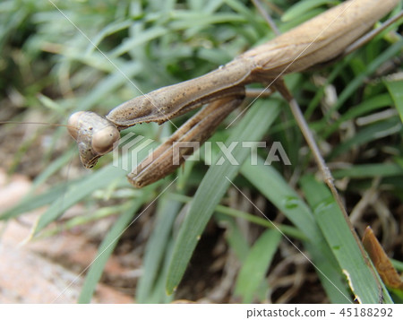 Mantis of the garden 45188292