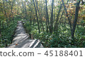Nature in the woods 45188401