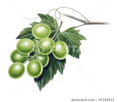 馬斯喀特的例證 45188412