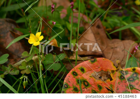 Fallen leaves 45188463