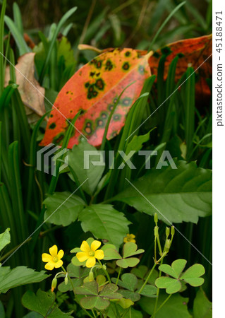 Fallen leaves 45188471