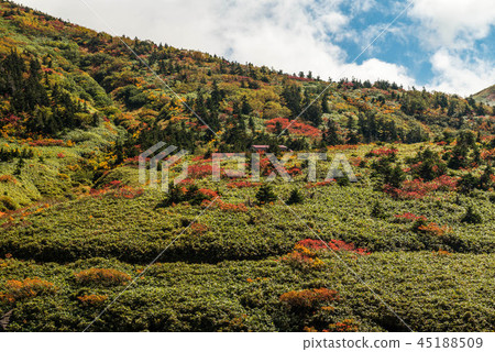 白山秋葉 45188509