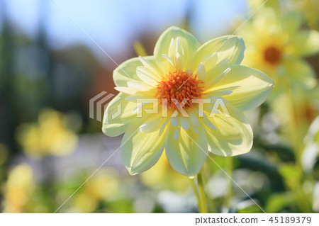 秋天公園大麗花花 秋天公園大麗花花 45189379
