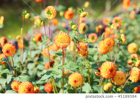 秋天公園大麗花花 秋天公園大麗花花 45189384