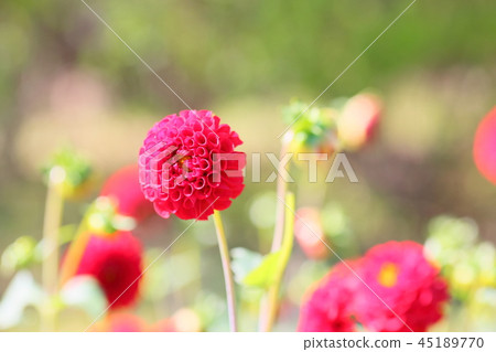 Autumn park dahlia flower 45189770