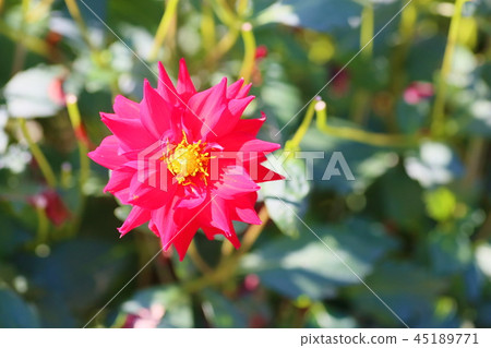 Autumn park dahlia flower 45189771