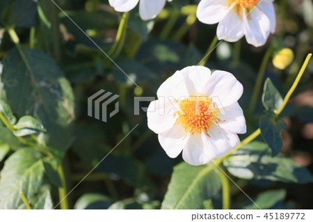 Autumn park dahlia flower 45189772