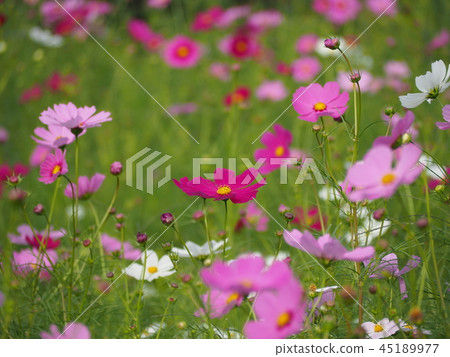  Cosmos field 45189977