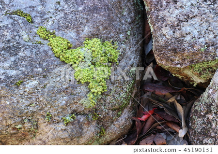 Rough rock surface and Okotsukei Rough rock surface and Okotsukei 45190131