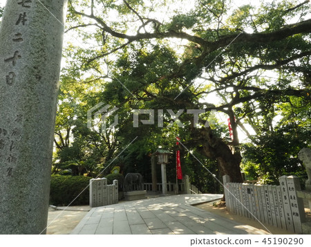 光之路 光之路 45190290