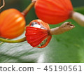 月亮桃果實 45190561