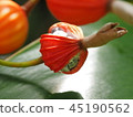 月亮桃果實 45190562
