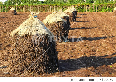 花生地皮 花生地皮 45190969