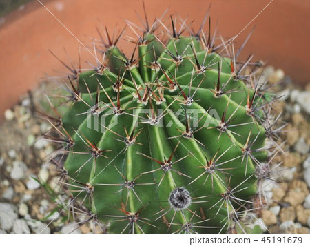 Cactus 45191679