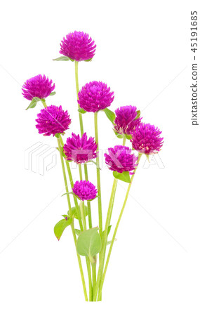 Globe amaranth beauty flower in white background 45191685