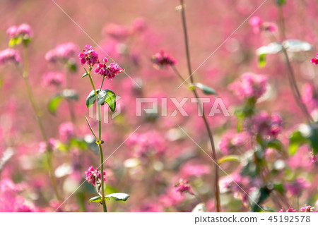紅色的花朵 45192578