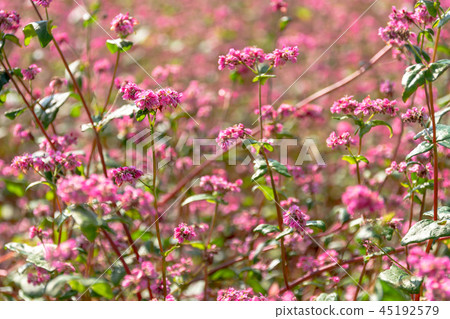 紅色的花朵 45192579