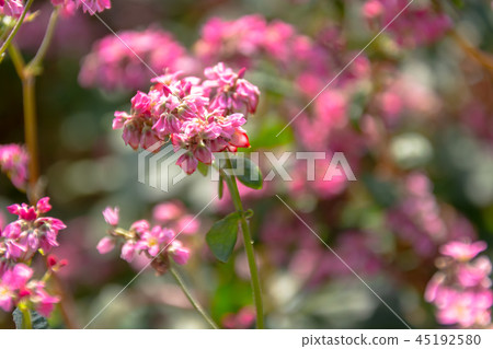 Red flower flowers 45192580