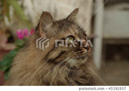 Cat's profile Cat's profile 45192837