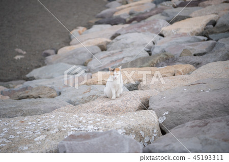 White cat feline stray cat park seaside wild cute 45193311